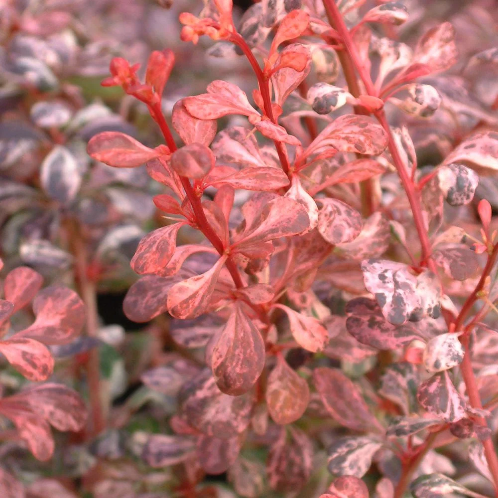 Dracila Berberis Japoneza Pink Queen, arbust decorativ cu frunze pestrite roz, rezistent iarna