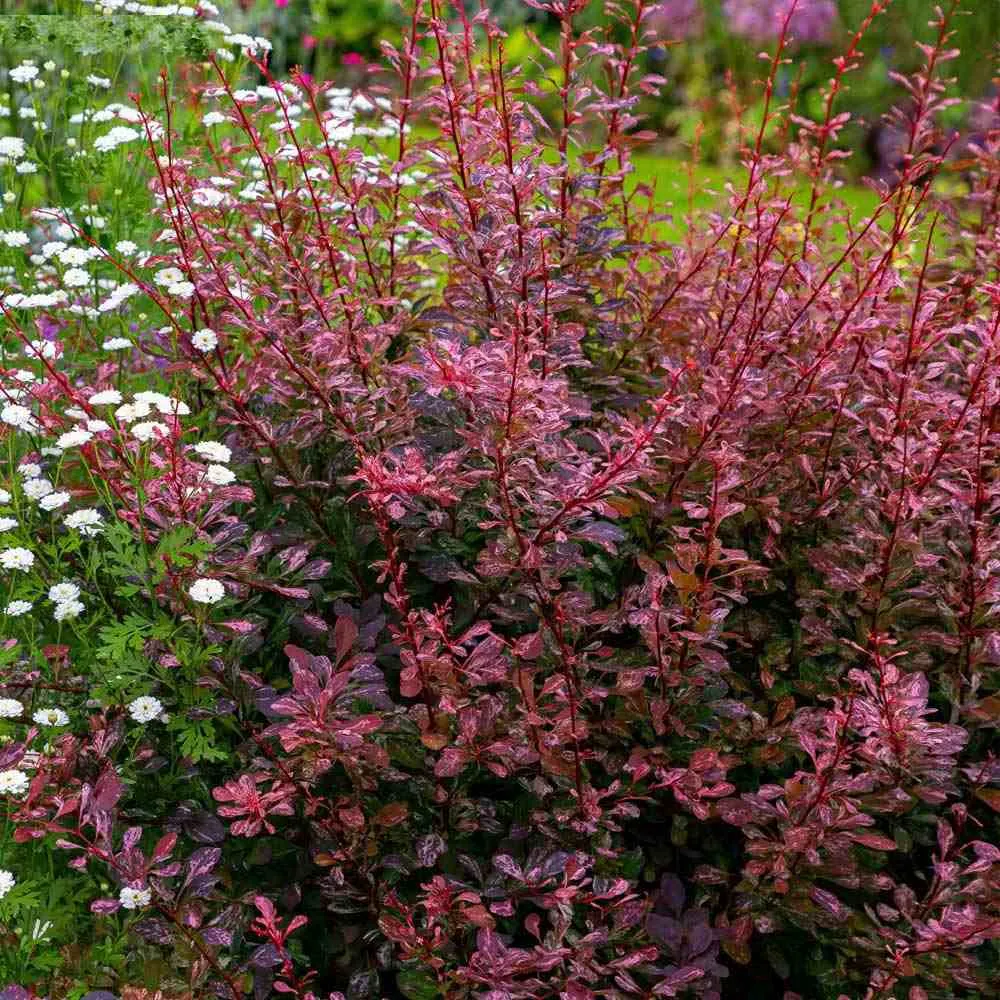 Dracila Berberis Japoneza Pink Queen, arbust decorativ cu frunze pestrite roz, rezistent iarna