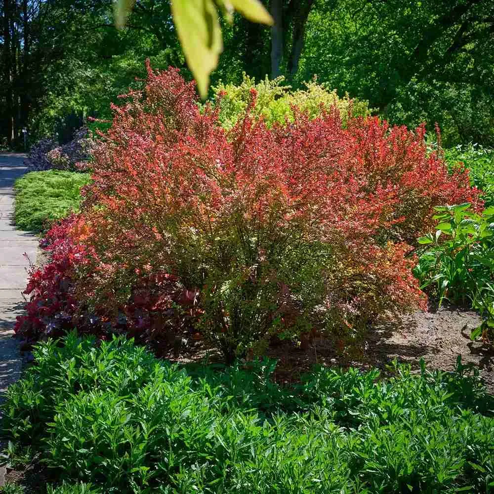 Dracila Berberis Japoneza Red Rocket, arbust decorativ rosu intens, rapid crescator
