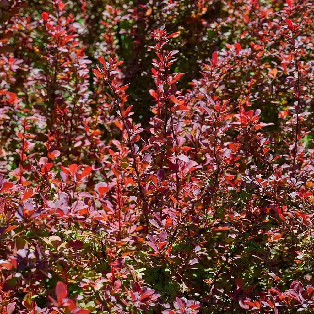 Dracila Berberis Japoneza Red Rocket, arbust decorativ rosu intens, rapid crescator