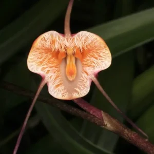 Dracula sodiroi - Dracula orchid, Monkey orchid