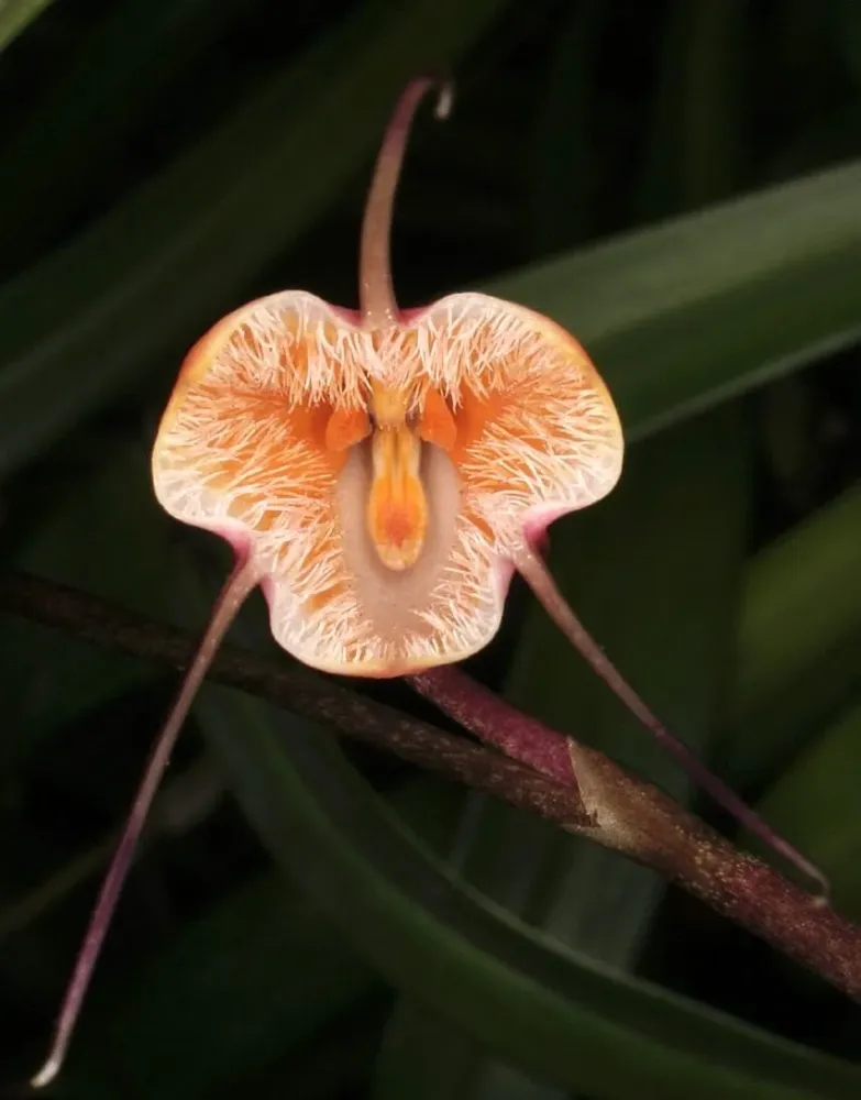 Dracula sodiroi - Dracula orchid, Monkey orchid