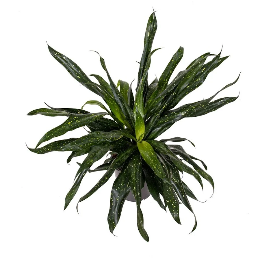 Dravieria Fireflies Green