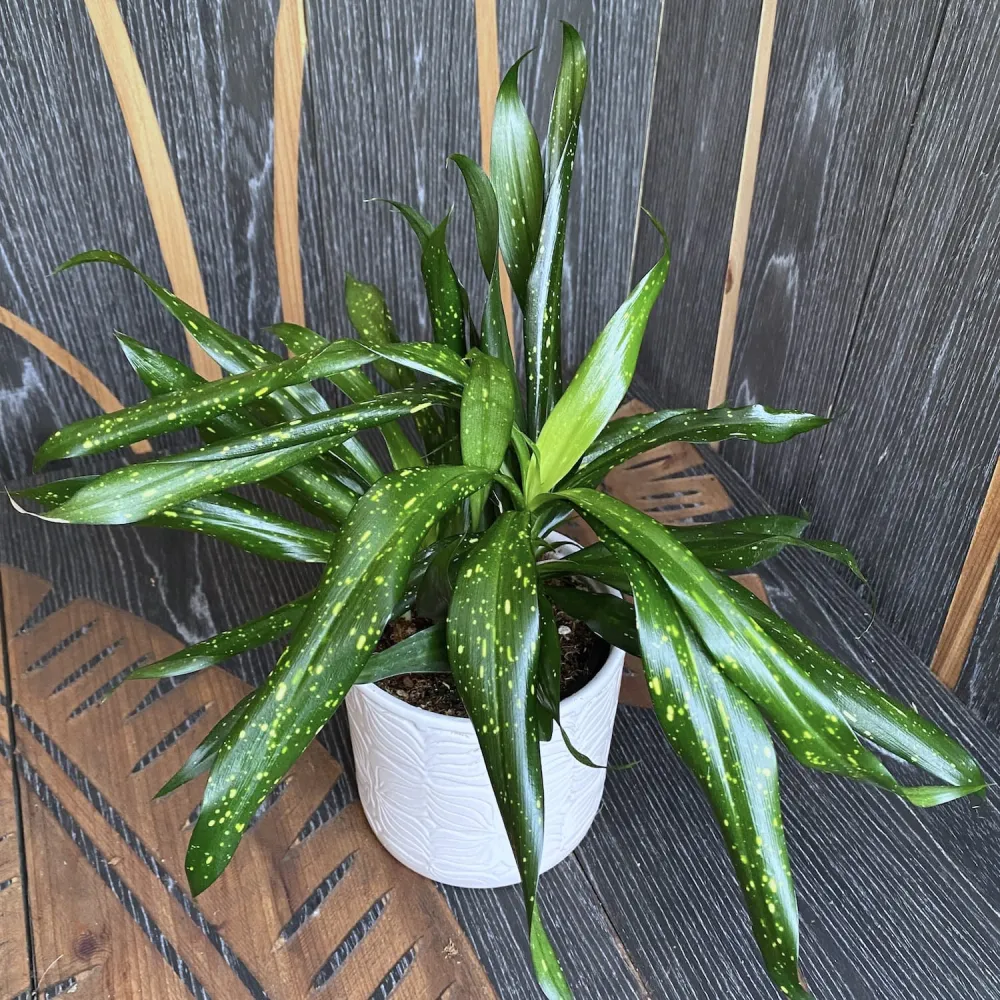 Dravieria Fireflies Green