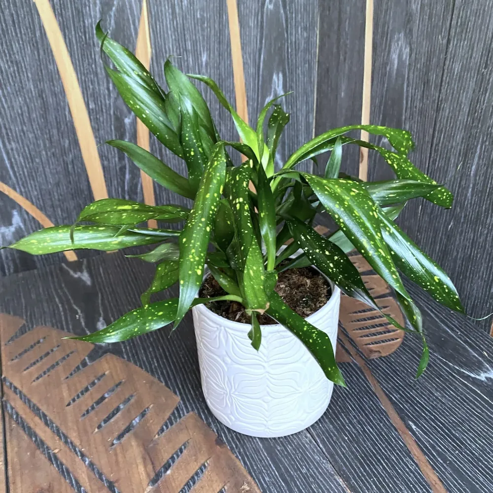 Dravieria Fireflies Green
