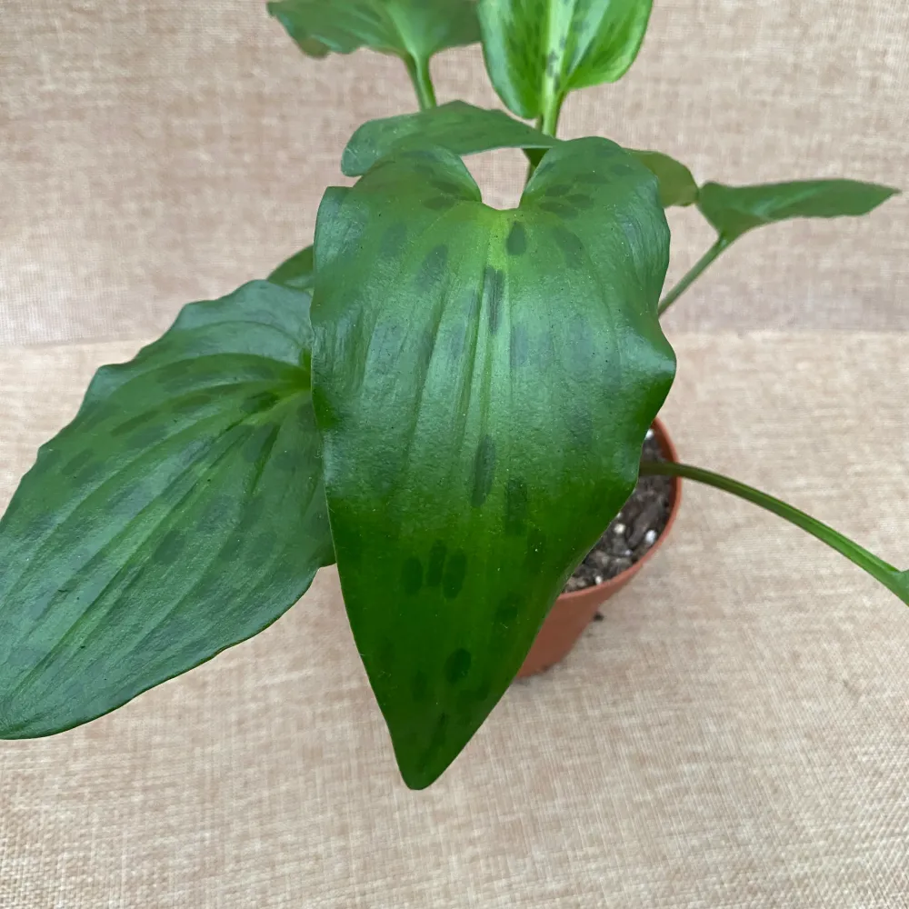 Drimiopsis maculata (Leopard Plant)