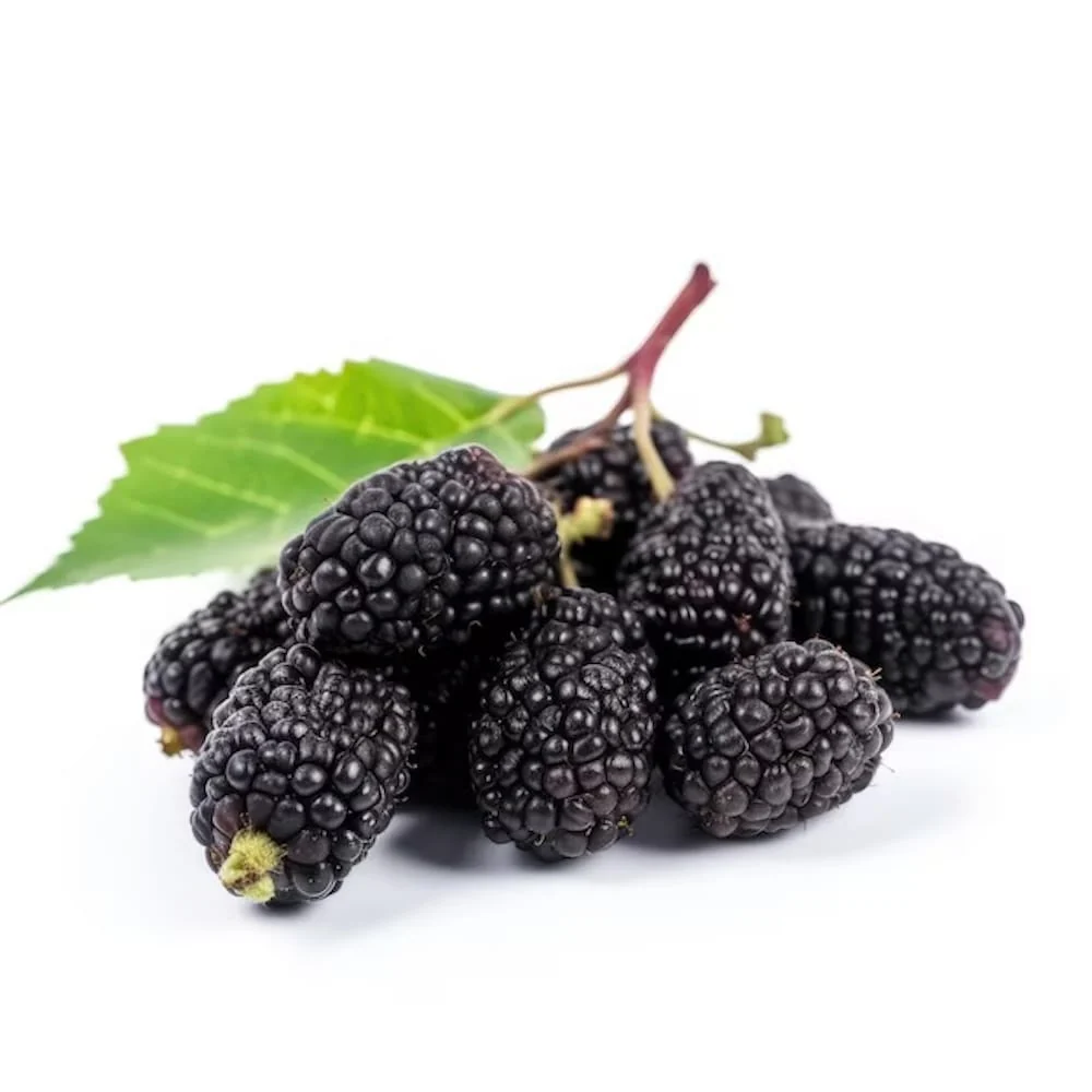 Dud - Morus nigra 'Black Persian'