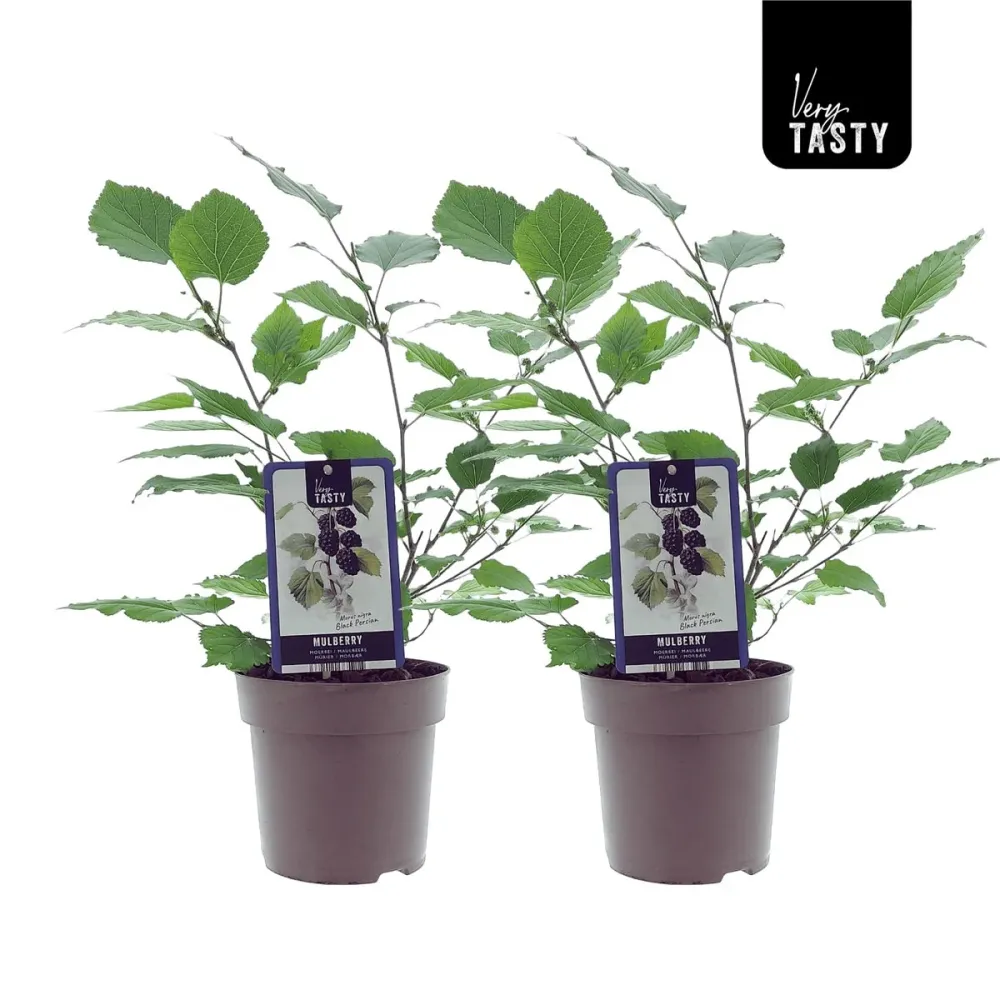 Dud - Morus nigra 'Black Persian'