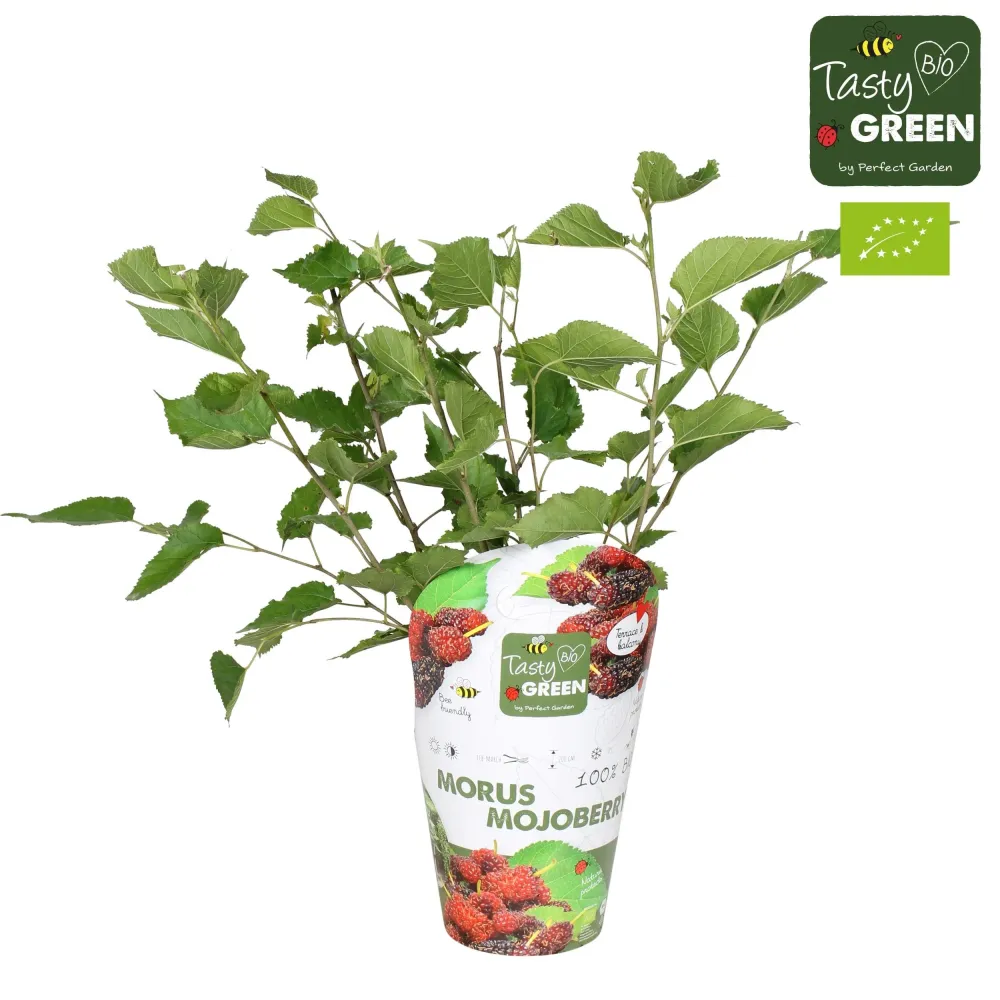 Dud pitic foarte productiv - Morus rotundiloba 'Mojo Berry'