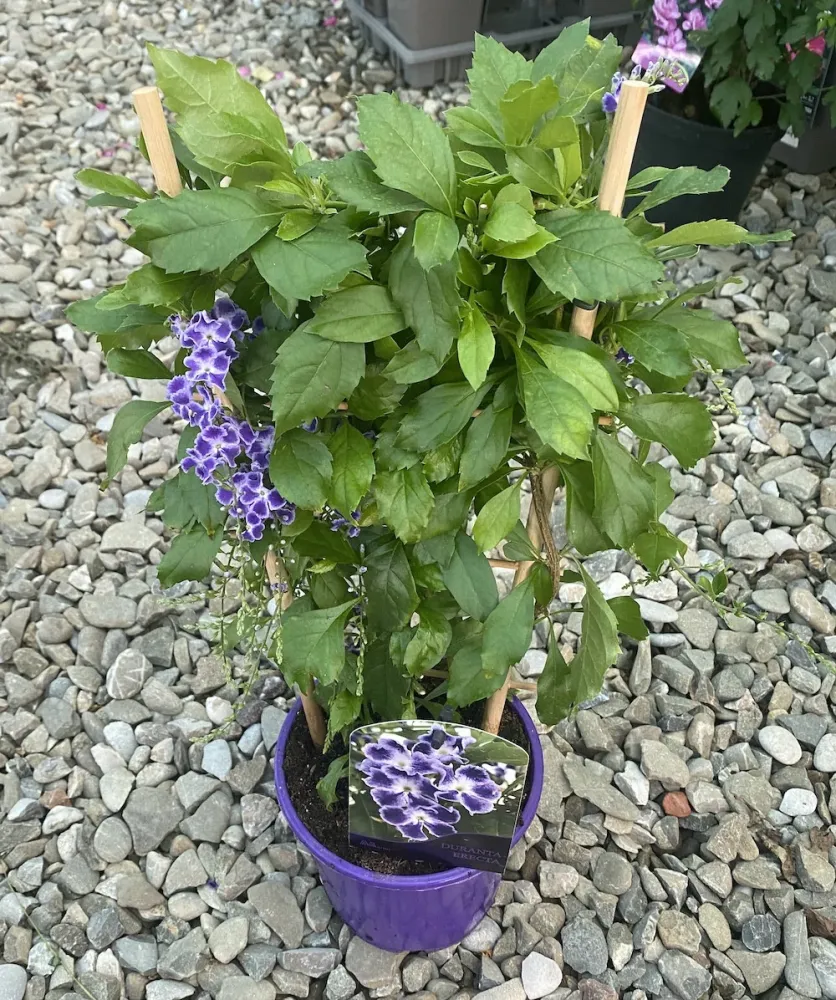 Duranta erecta * flori parfumate