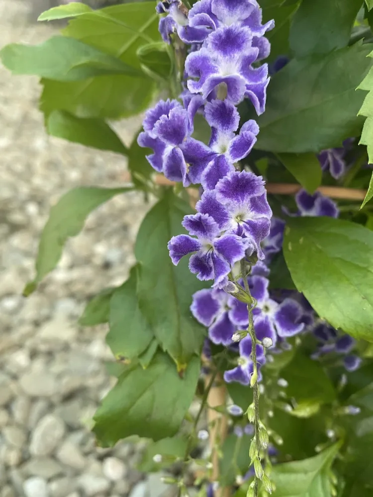 Duranta erecta * flori parfumate