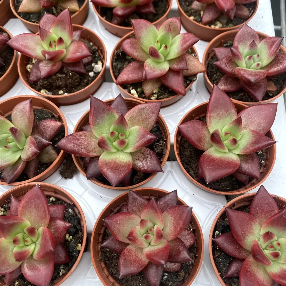 Echeveria agavoides 'sanguinea'