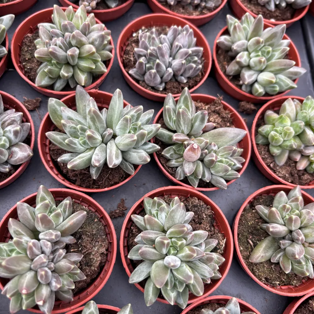 Echeveria hookeri - suculenta cu rozeta eleganta si aspect sculptural