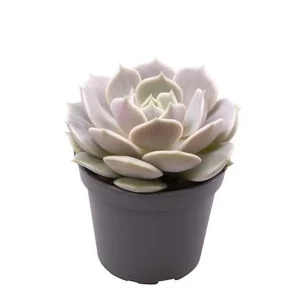 Echeveria Lola D5