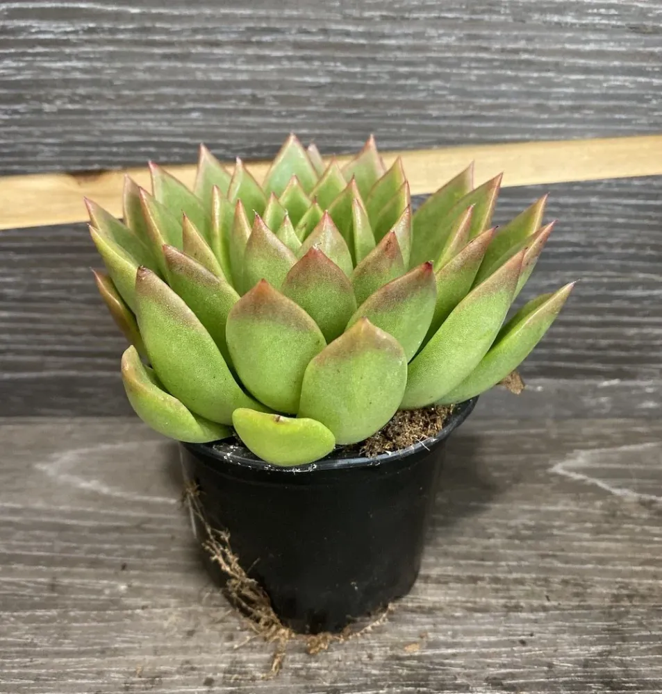 Echeveria Sagita - planta suculenta