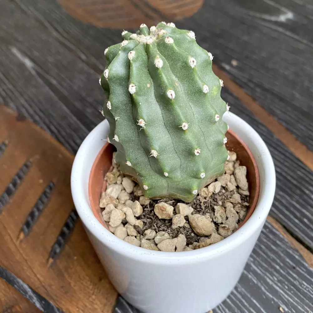 Echinocereus triglochidiatus subsp. mojavensis ‘Inermis’ – cactus rar, aproape fara spini