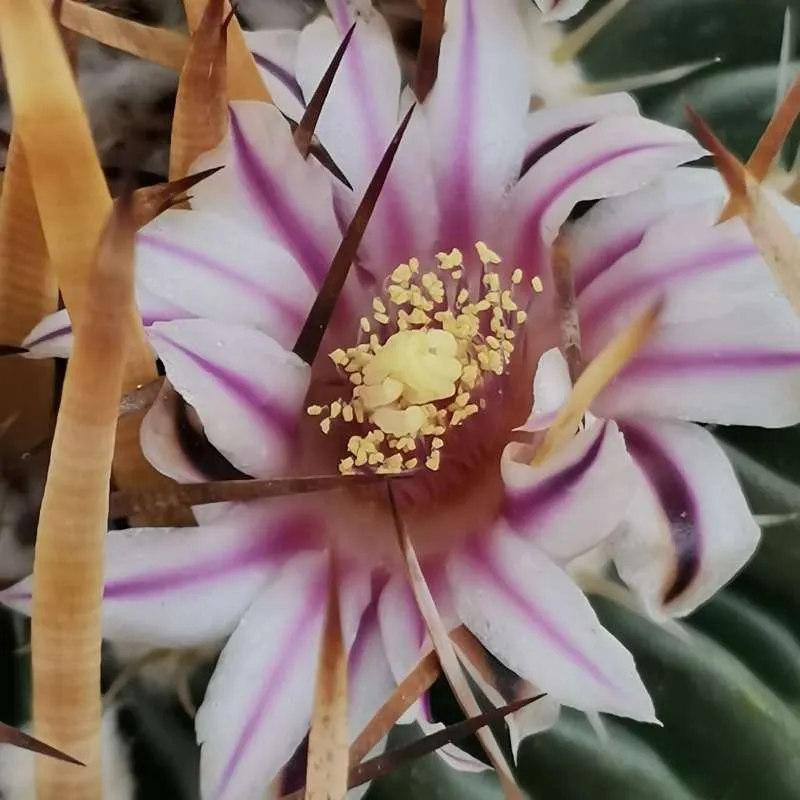 Echinofossulocactus arrigens