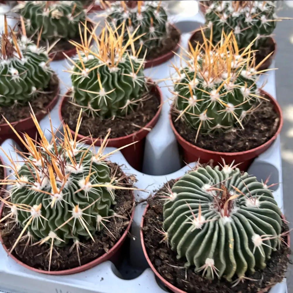 Echinofossulocactus multicostatus – cactus rar cu forme geometrice spectaculoase
