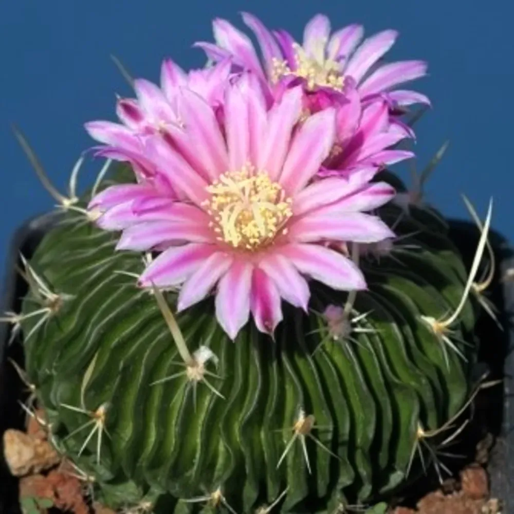 Echinofossulocactus multicostatus – cactus rar cu forme geometrice spectaculoase