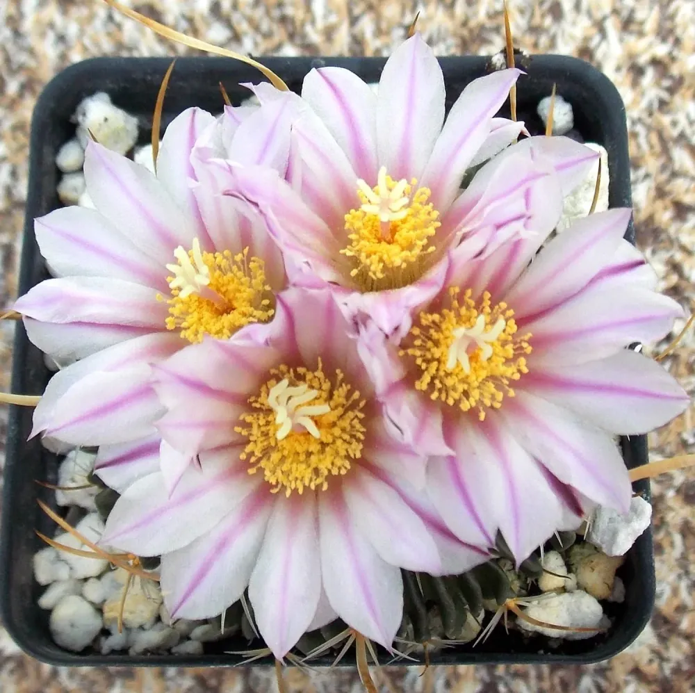 Echinofossulocactus multicostatus – cactus rar cu forme geometrice spectaculoase