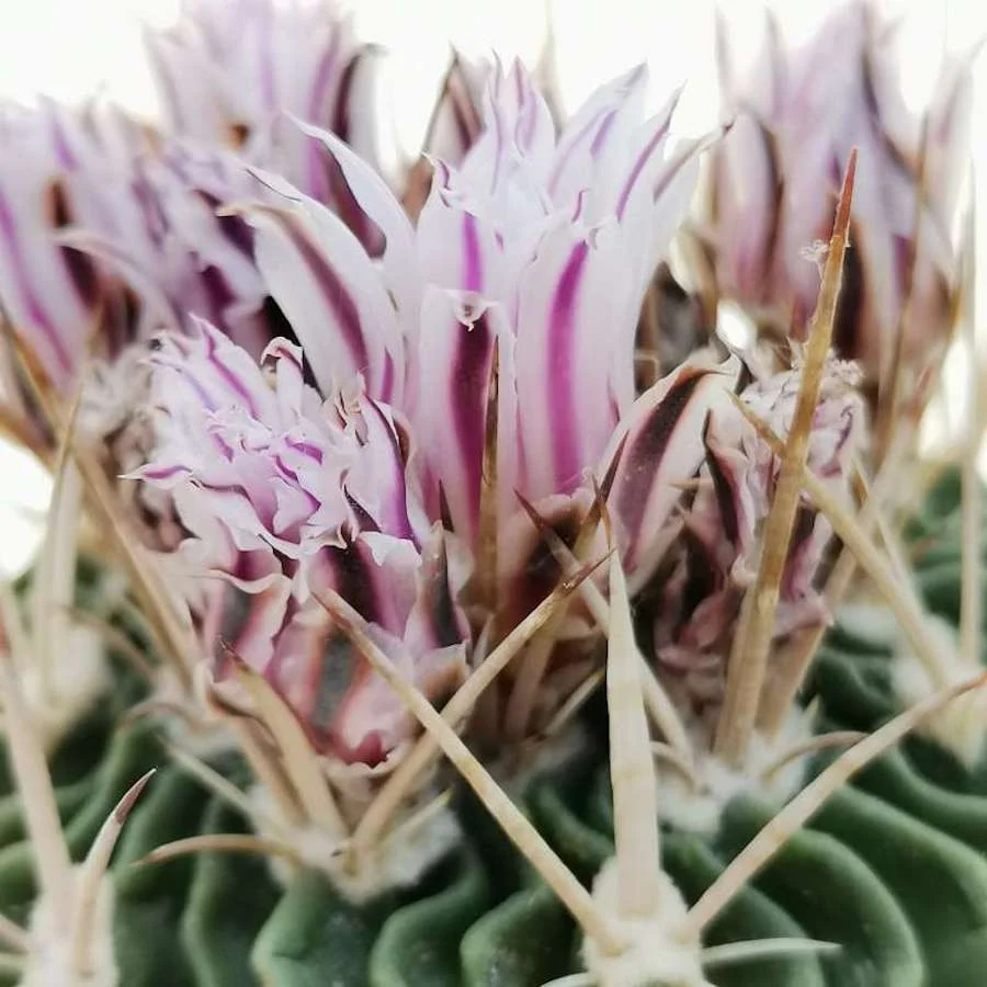 Echinofossulocactus phyllacanthus