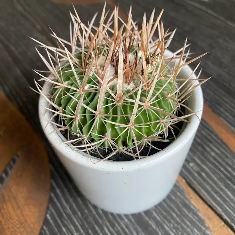 Echinofossulocactus phyllacanthus