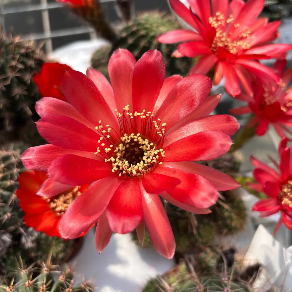Echinopsis cv. ‘Maria Piazza’ – cactus cu flori mari