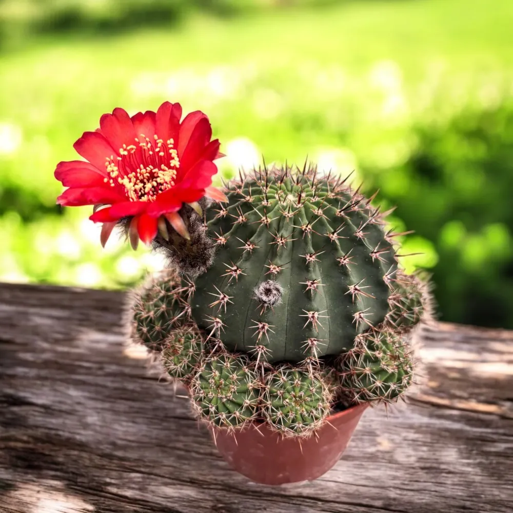 Echinopsis cv. ‘Maria Piazza’ – cactus cu flori mari
