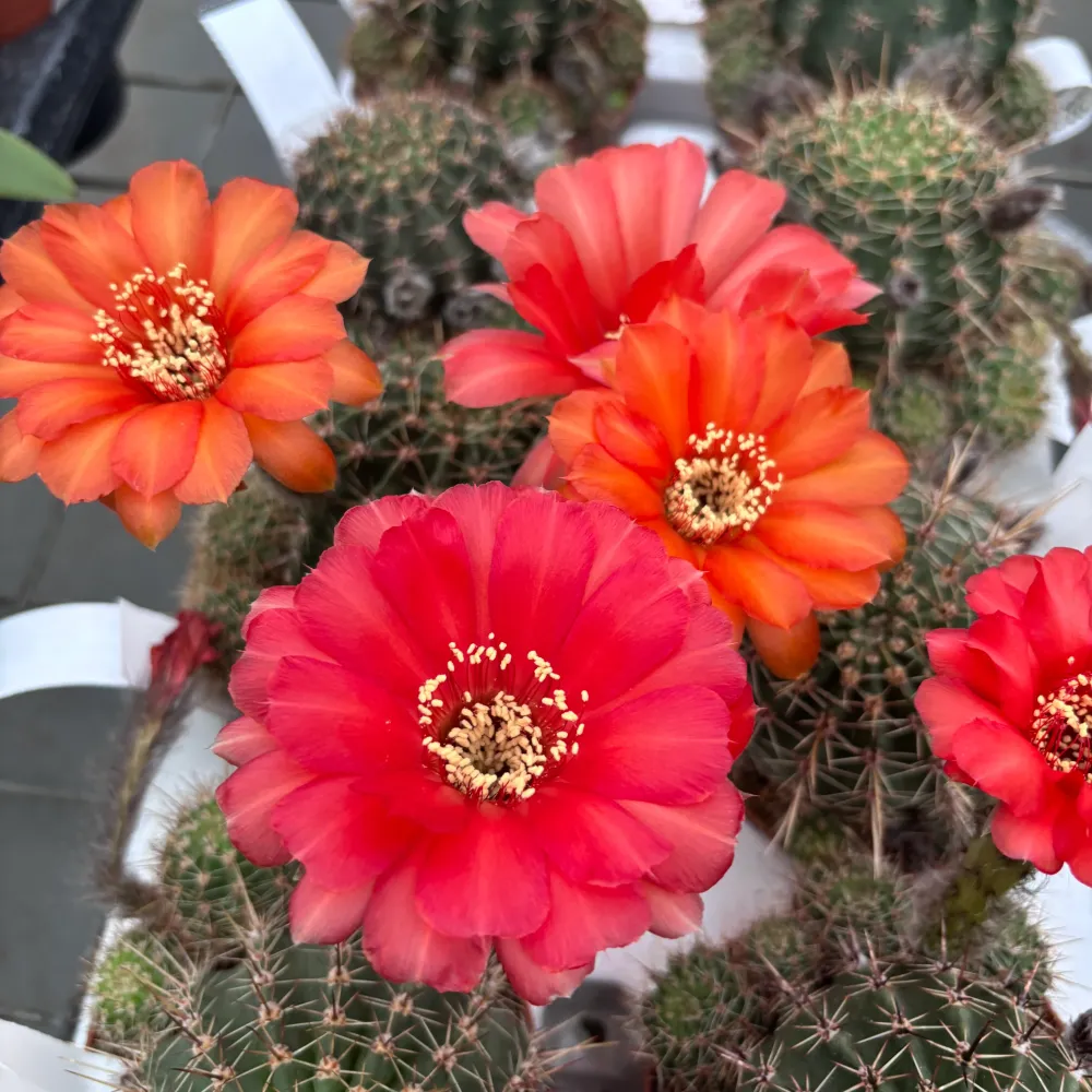 Echinopsis cv. ‘Maria Piazza’ – cactus cu flori mari