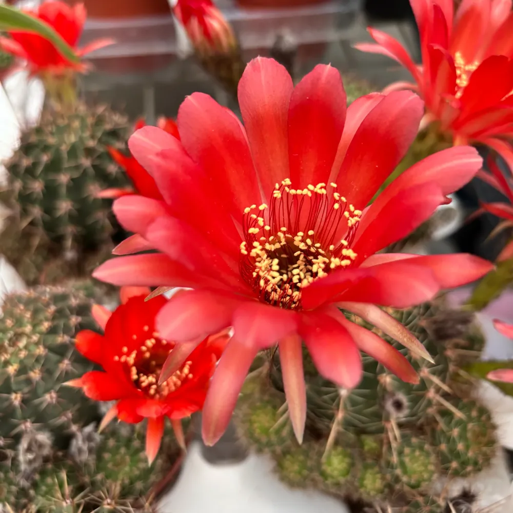 Echinopsis cv. ‘Maria Piazza’ – cactus cu flori mari