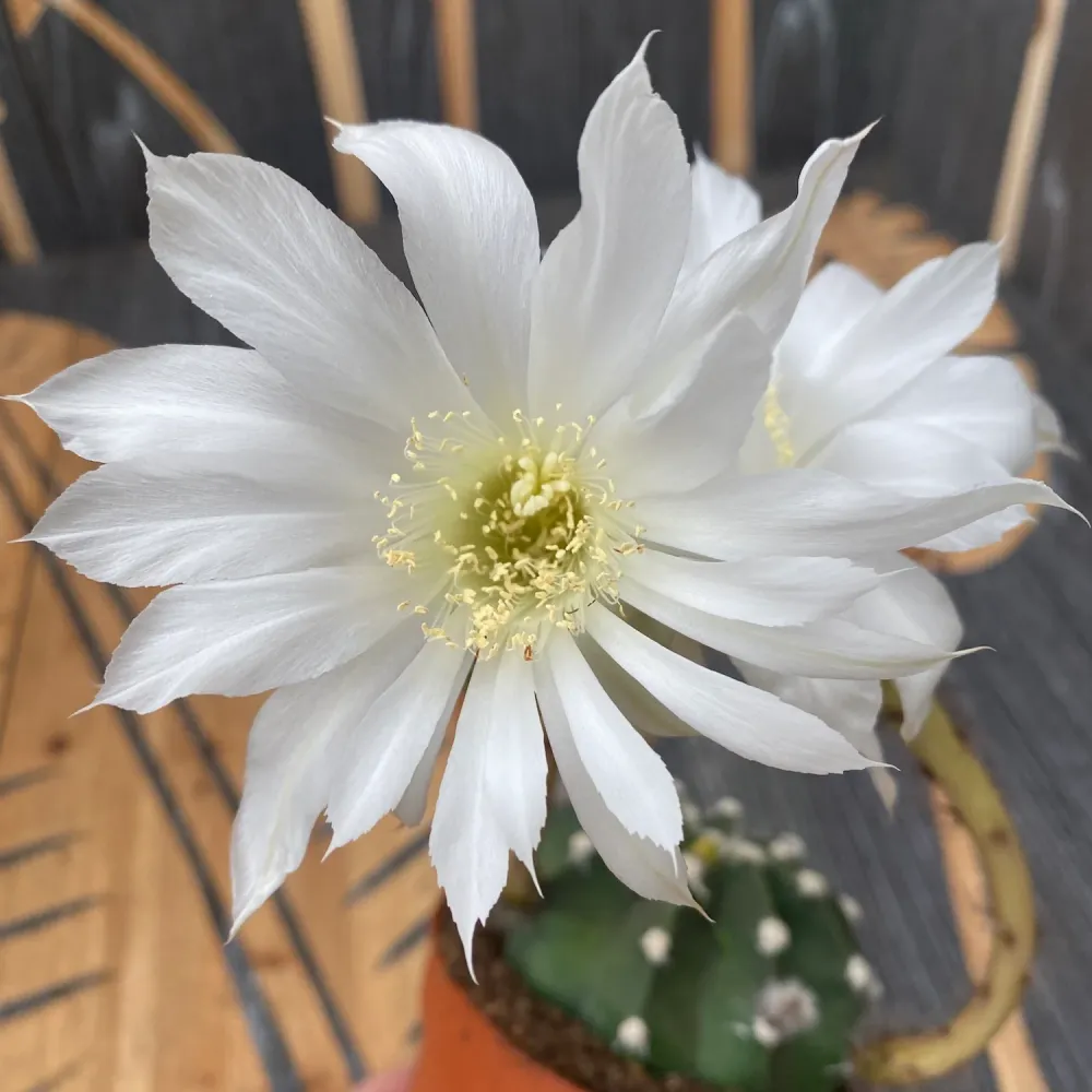 Echinopsis subdenudata (Easter Lily Cactus) - cactus globular cu flori spectaculoase albe
