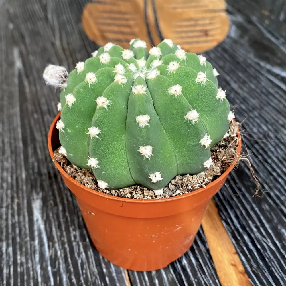 Echinopsis subdenudata (Easter Lily Cactus) - cactus globular cu flori spectaculoase albe