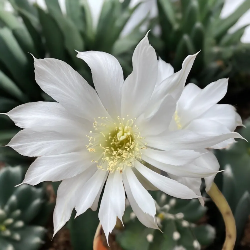Echinopsis subdenudata (Easter Lily Cactus) - flori spectaculoase si parfumate
