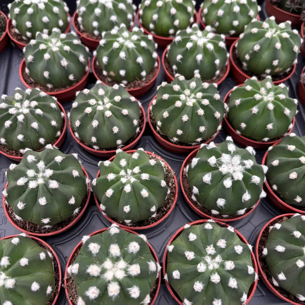 Echinopsis subdenudata (Easter Lily Cactus) - flori spectaculoase si parfumate