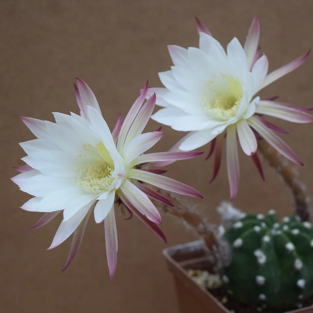 Echinopsis subdenudata (Easter Lily Cactus) - flori spectaculoase si parfumate