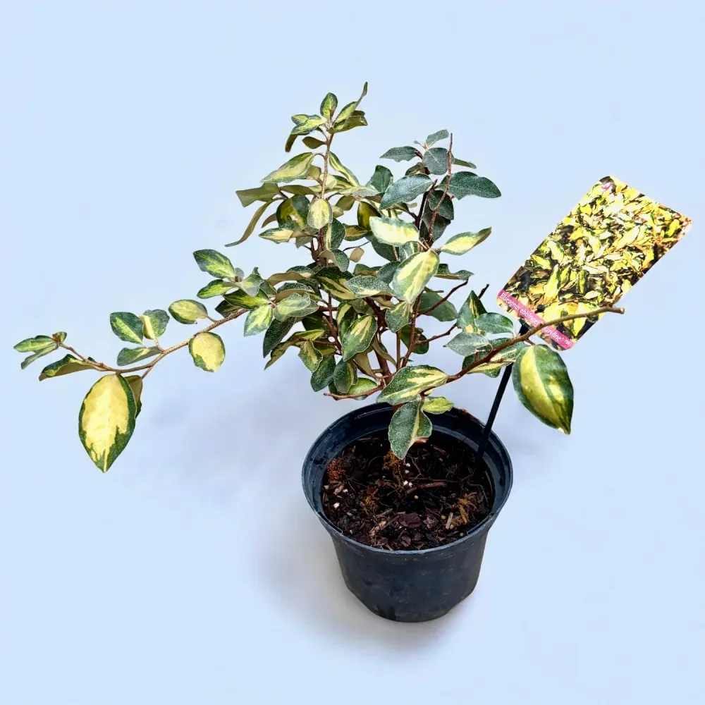 Elaeagnus ebbingei 'Maryline' - arbust decorativ cu frunzis variegat si aspect elegant