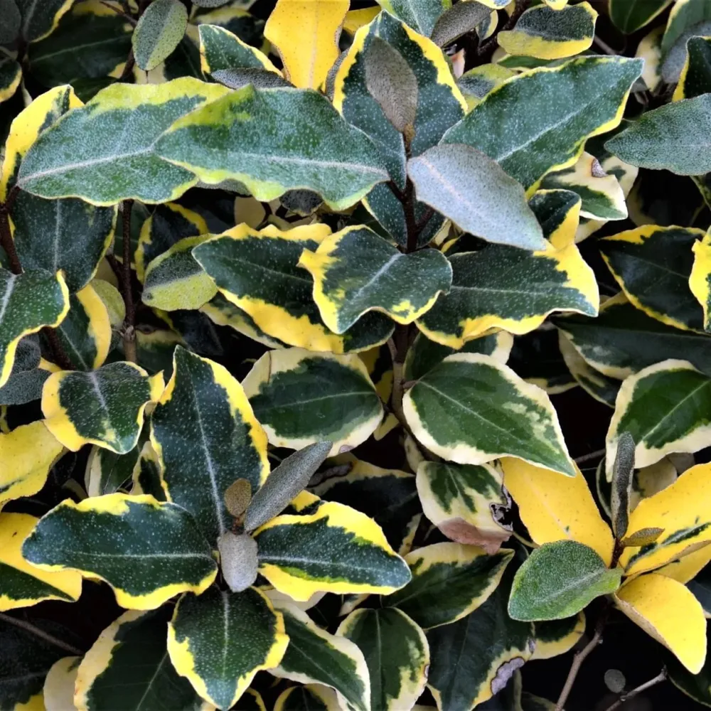 Elaeagnus ebbingei 'Viveleg' (Russian Olive, Silverberry, Variegated Oleaster) - fructe comestibile