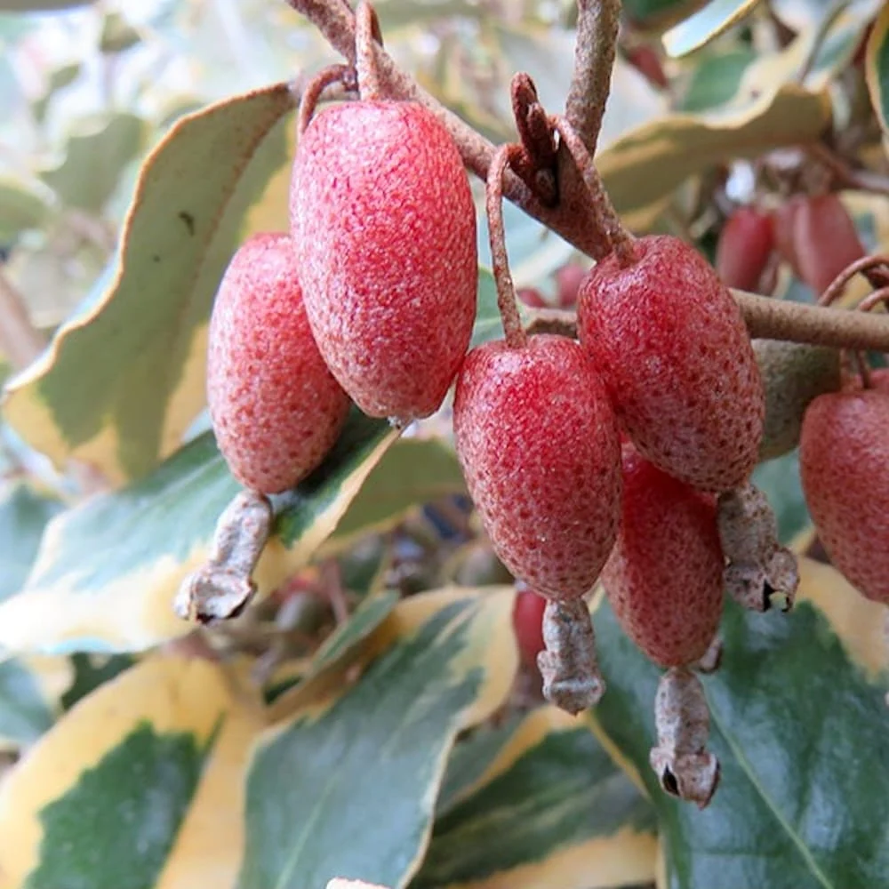 Elaeagnus ebbingei 'Viveleg' (Russian Olive, Silverberry, Variegated Oleaster) - fructe comestibile