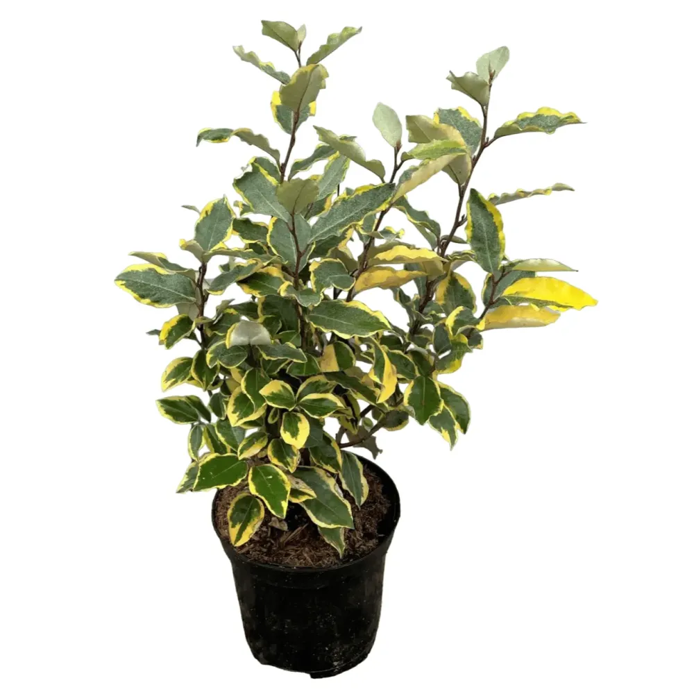 Elaeagnus ebbingei 'Viveleg' (Russian Olive, Silverberry, Variegated Oleaster) - fructe comestibile