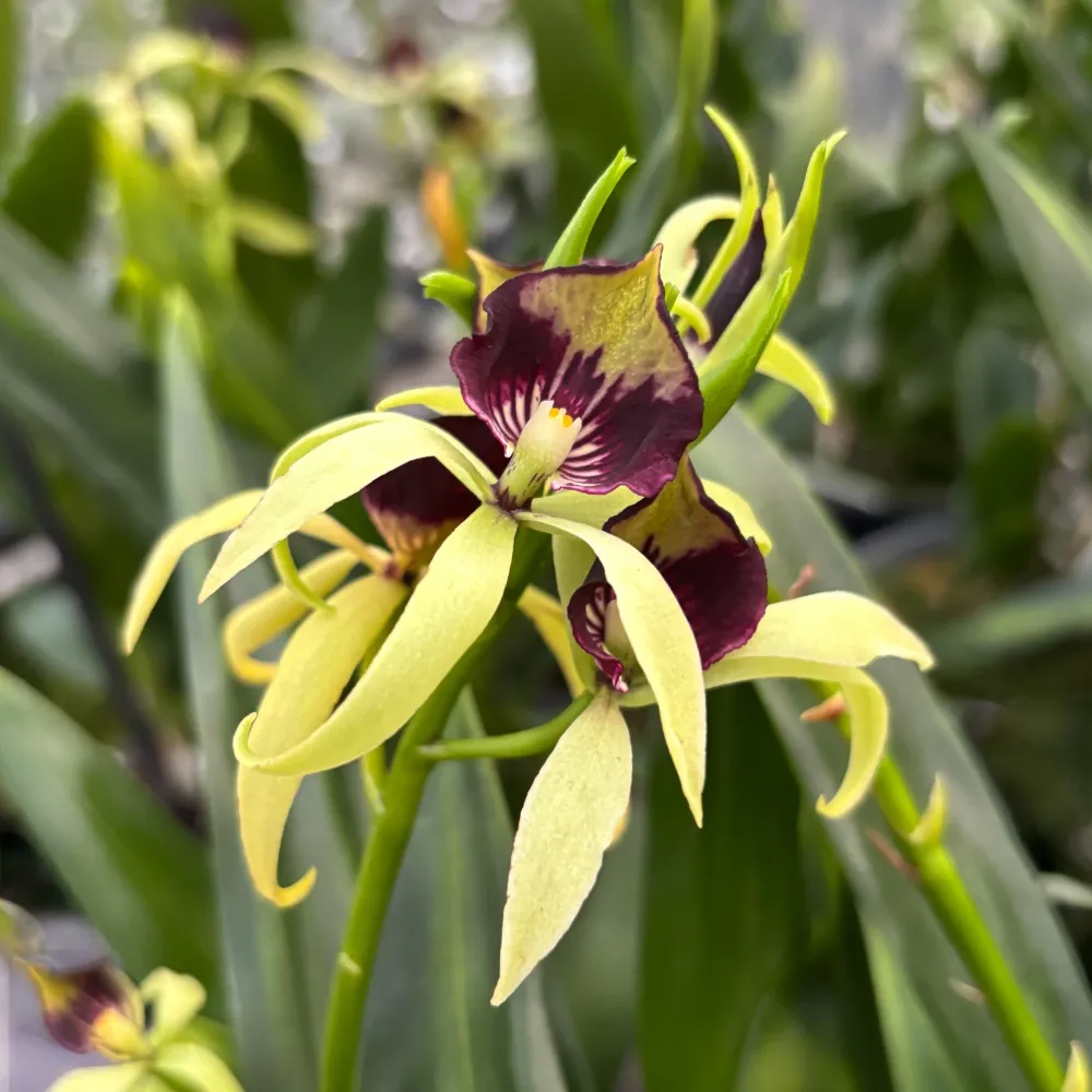 Encyclia (Prostechea) Green Hornet - flori parfumate