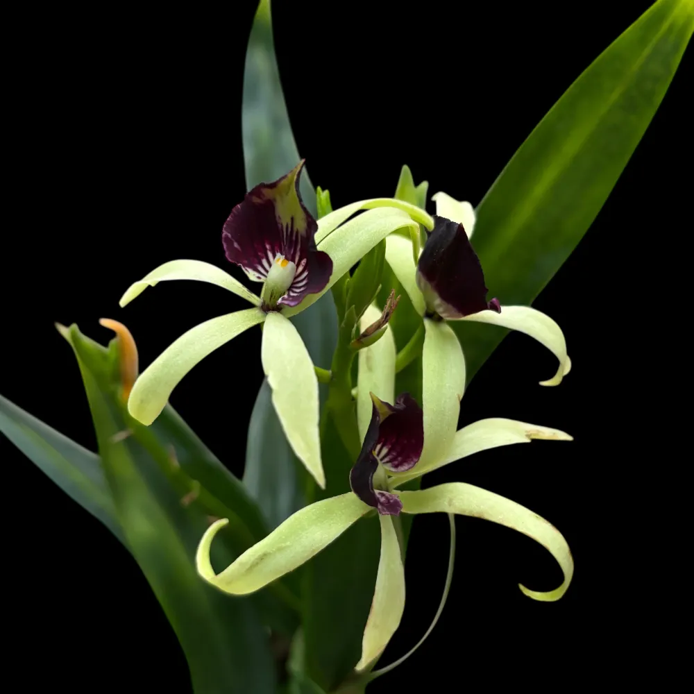Encyclia (Prostechea) Green Hornet - flori parfumate