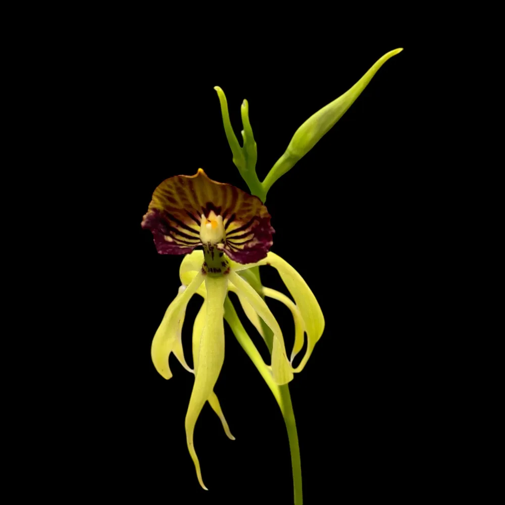 Encyclia (Prostechea) Green Hornet - flori parfumate