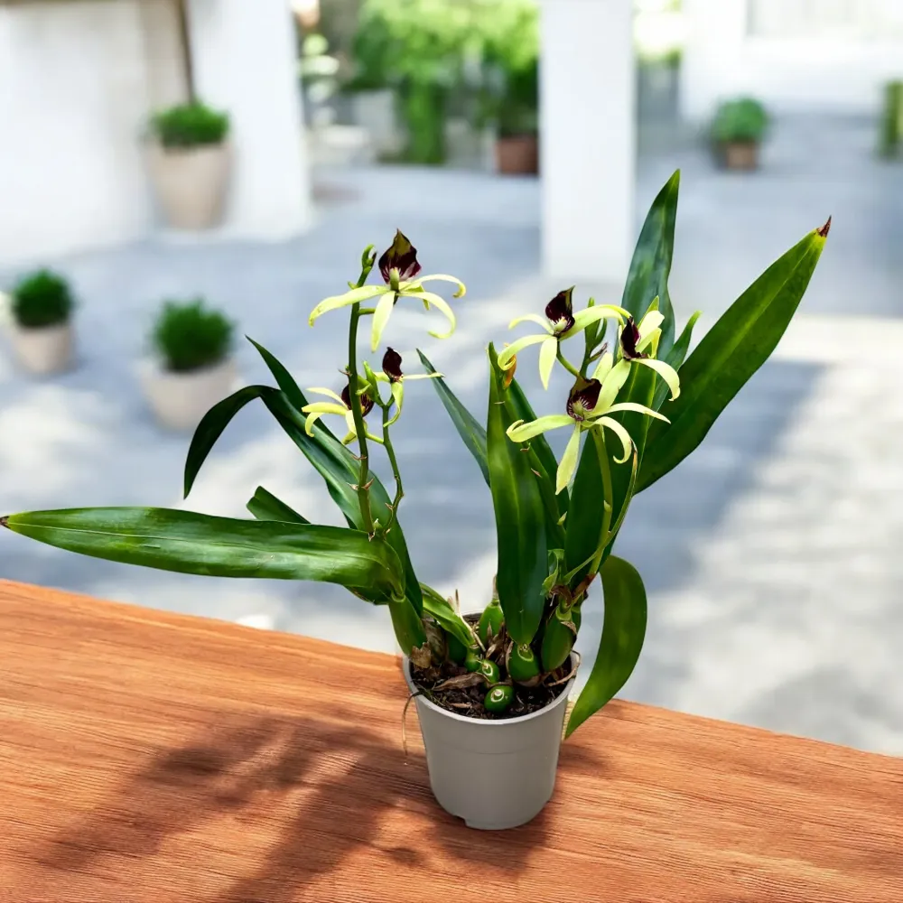 Encyclia (Prostechea) Green Hornet - flori parfumate