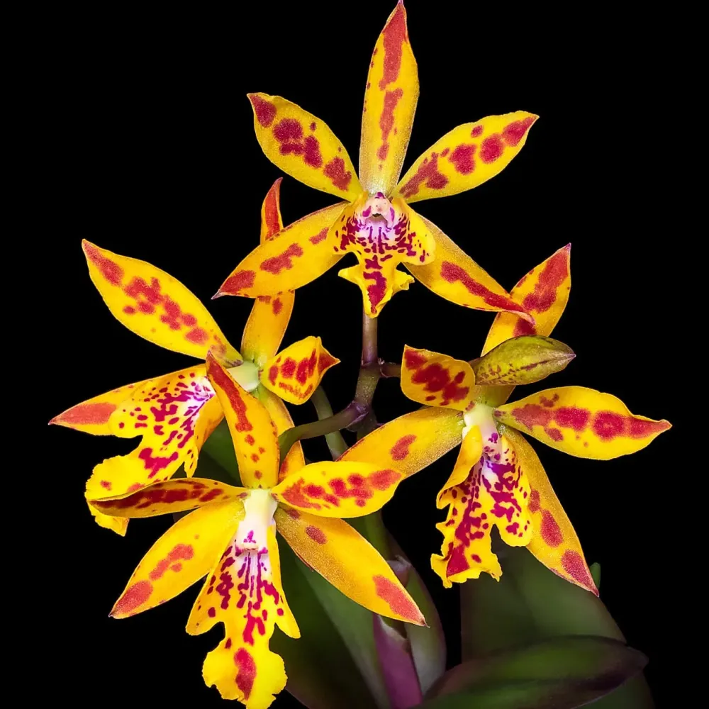 Epicatanthe Hsiang Yu Gold Coast 'Fireworks' - parfumata