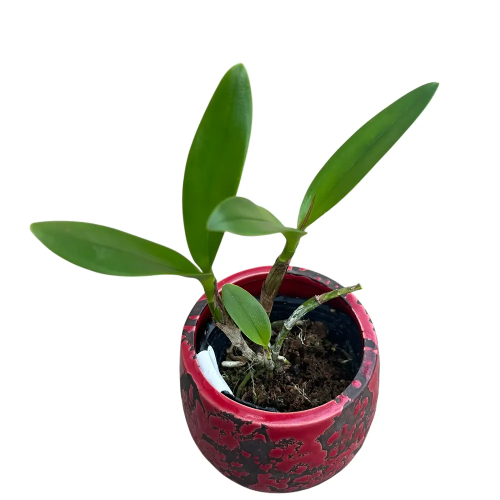 Epicatanthe Hsiang Yu Gold Coast 'Fireworks' - parfumata