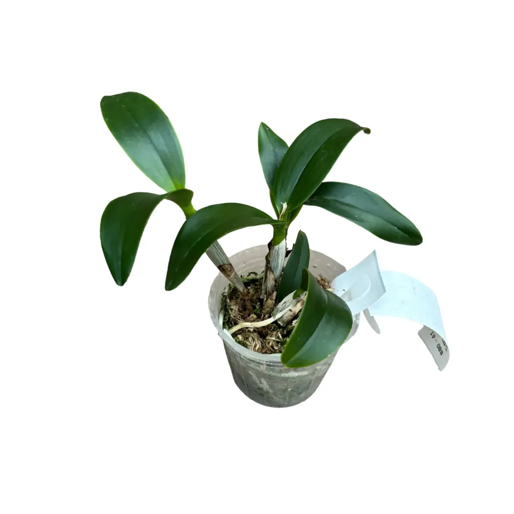 Epicatanthe Hsiang Yu Gold Coast 'Fireworks' - parfumata