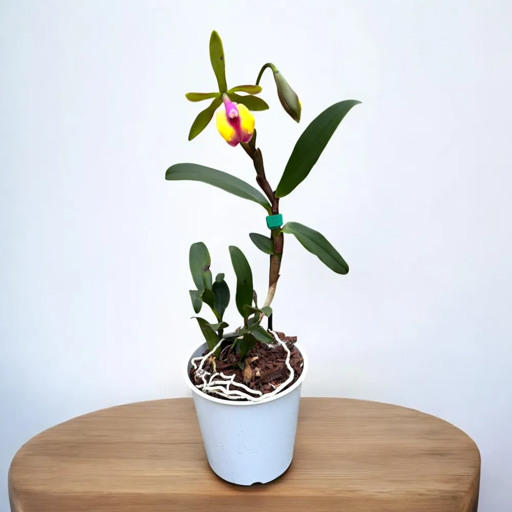 Epicattleya Cacilda Pereira (Epicattleya René Marqués × Cattleya schilleriana) - parfumata