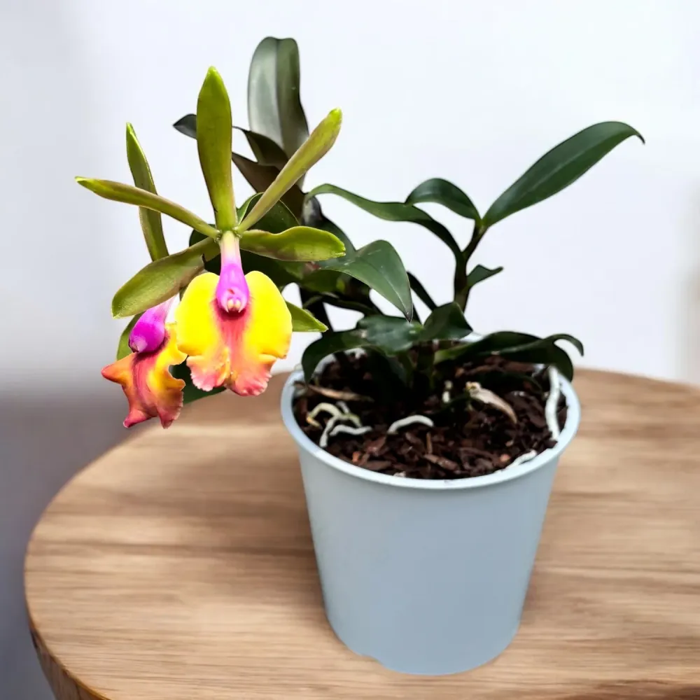 Epicattleya Cacilda Pereira (Epicattleya René Marqués × Cattleya schilleriana) - parfumata