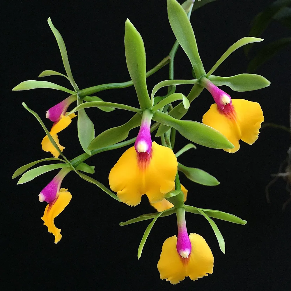 Epicattleya Rene Marques 'Flame Thrower'