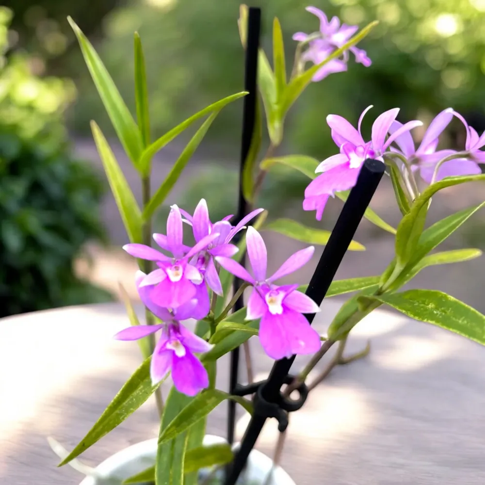 Epidendrum Centropetalum (Panama Orchid)
